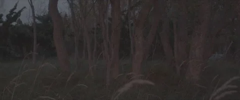 SLog shot of a twilight forest with tall trees Stock Footage 302349677