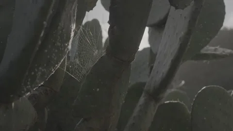 SLog3 Spider web in cactus in sunny windy evening in Tenerife Stock Footage 328242653