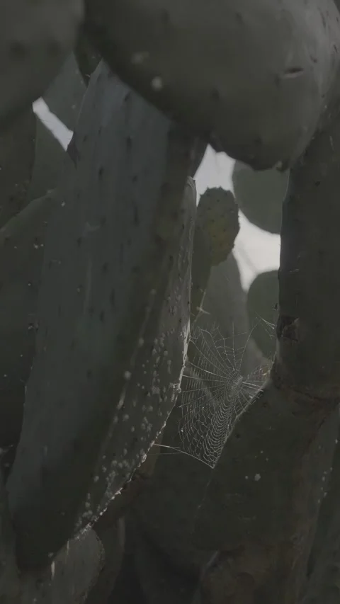 SLog3 Spider web in cactus in sunny windy evening in Tenerife Stock Footage 328253617