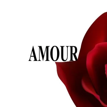 Slogan with red rose vector for t shirt Stock Illustration