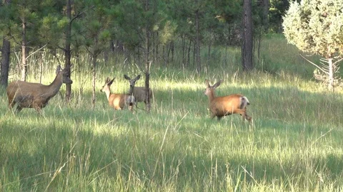 SloMo of Aggressive yearling doe chasing "strangers" from feeding area Stock Footage 111741143