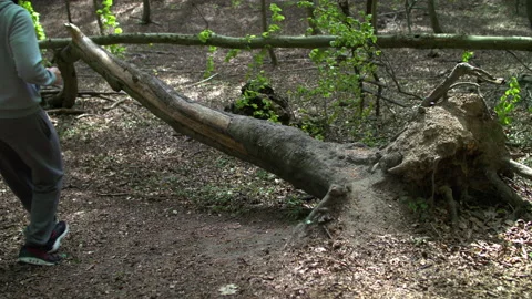 SloMo: Bearded Young Man Doing Push-Ups Against a Fallen Tree in a Lush Forest Stock Footage 130781152
