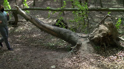 SloMo: Bearded Young Man in Face Mask Doing Push-Ups Against a Fallen Tree in a Stock Footage 130780818