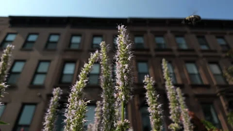 Slomo bumble bee flies around flowers in front of Brooklyn brownstones Stock Footage 341897159