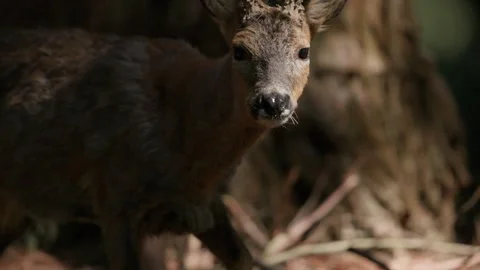 Slomo close-up of young roe deer walking in forest landscape at dusk Stock Footage 313043747