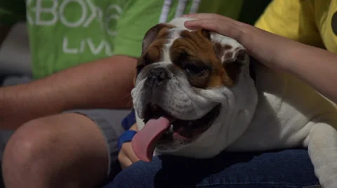 Slomo DOG turn face to camera Stockbeeldmateriaal 37902553