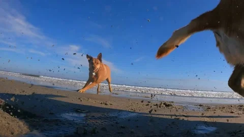 SloMo DOGS chasing fast camera on beach sand.  #220712-2 Stock Footage 201773941