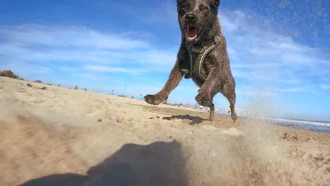 SloMo DOGS chasing fast camera on beach sand.  #220712-5 Stock Footage 201773990