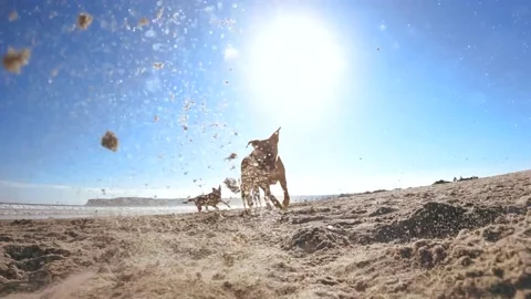 SloMo DOGS chasing fast camera on beach sand.  #220712-7 Stock Footage 201773999