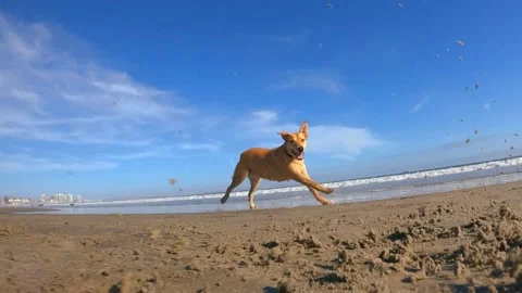 SloMo DOGS chasing fast camera on beach sand.  #220712-9 Stock Footage 201774017