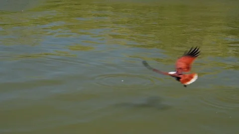 SLOMO: Eagle catching fish out of a green lake at day time. Stock Footage 106161765