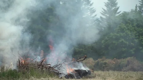 Slomo forest fire Vidéo 91012119