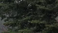 slomo loop of rain in front of pine tree HD Footage