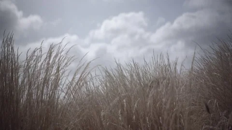 Slomo motion through the grass clouds Stock Footage