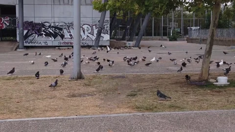 Slomo Pigeons Stock Footage 136503432