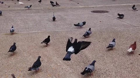 Slomo pigeons2 Stock Footage 136503487