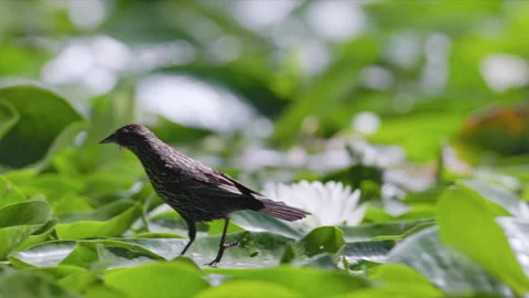 SLOMO Racking focus to female Red-winged Blackbird walking over big lily pads Stock Footage 288890514