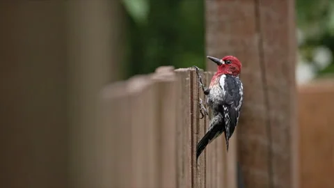 SLOMO Red-Breasted Sapsucker pecking on a wooden fence Vidéo 276571817