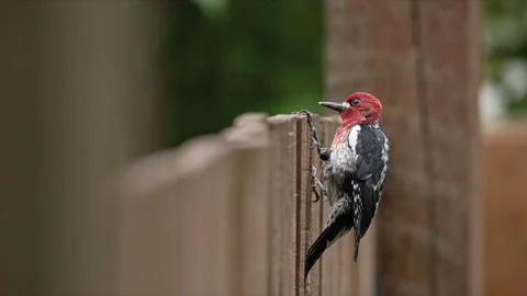 SLOMO Red-Breasted Sapsucker pecking on a wooden fence Vidéo 276572441