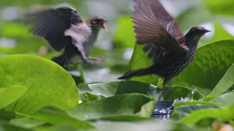 SLOMO Red-winged Blackbird mobbed by hungry fledgling Stock Footage 288769340