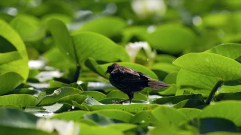 SLOMO Red-winged Blackbird walking on lily pads with damselflies 動画素材 288917014