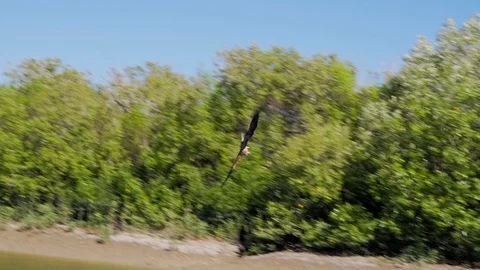 Slomo shot of eagle catching a fish out of the green water, day time, Stock Footage 106161474