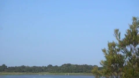 Slomo shot of swans Stock Footage 98909641