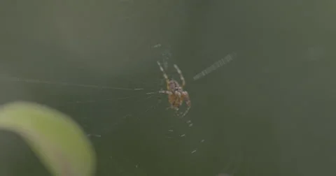 Slomo spider Video stock 53345714