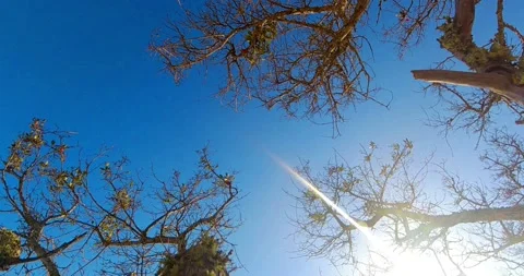 Slomo upward view of a seagull through branches 動画素材 239623007