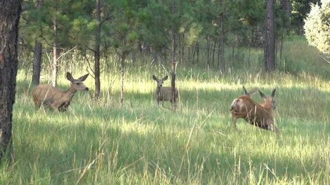 SloMo Version 2 of Aggressive yearling doe chasing strangers from feeding area Stock Footage 111741244