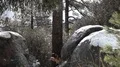slomo water droplets fall from tree as snow melts HD Footage