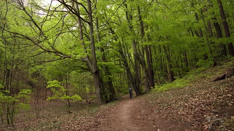 SloMo: Young Man with Beard in Face Mask in Sportswear Running in a Lush Forest Stock Footage 130778836