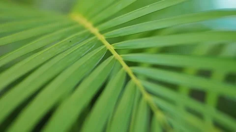 Slomotion of Palm leaf with the wind Stock Footage 139186891