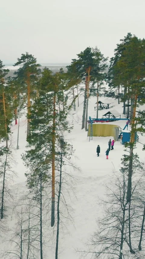 Slope covered with high thin pine trees and thick snow layer Video stock 317590759