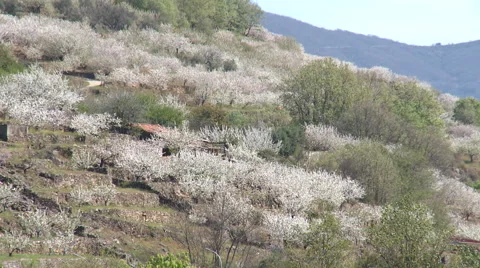 Slope full of cherry trees Stock Footage 49054528