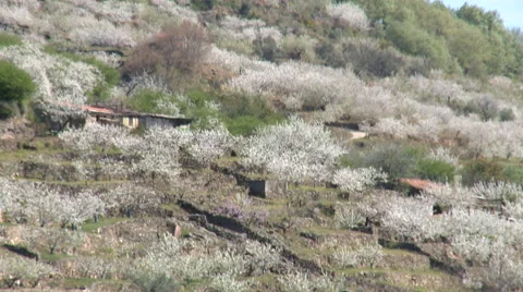 Slope full of cherry trees, tilt up Stock Footage 49054476