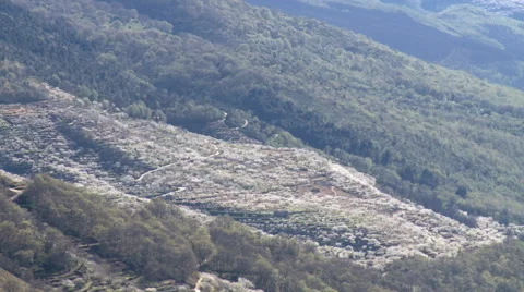 Slope full of cherry trees from vantage point uphill Stock Footage 49652729