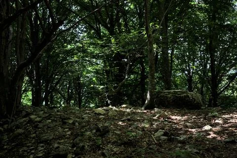 Slope in a grove Stock Photos