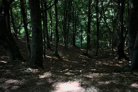 Slope in a grove Stock Photos