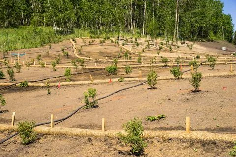 Slope landscaping project work in progress with straw sock catchers and irrig Stock Photos