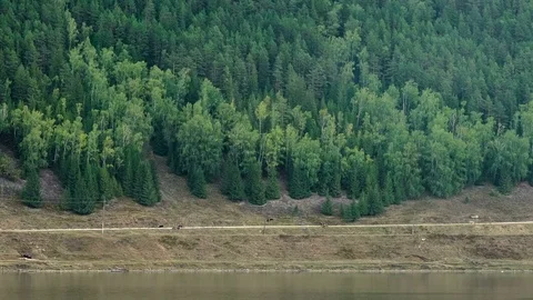 Slope of the mountain covered with coniferous forest. River. Mountain road Video stock 73511280