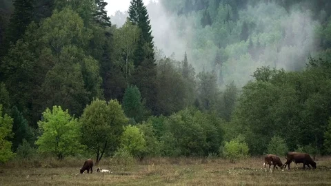 Slope of the mountain covered with coniferous forest. Haze. Cows graze Video stock 73979895
