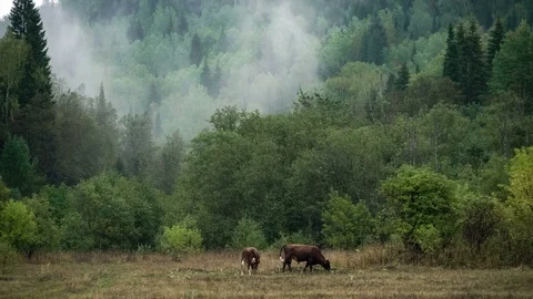 Slope of the mountain covered with coniferous forest. Haze. Cows graze Stock Footage 73979949