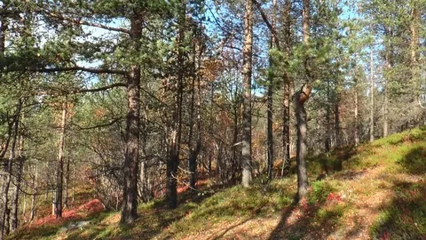 The slope of the mountain covered with coniferous forest in sunny weather. Stock Footage 74975041