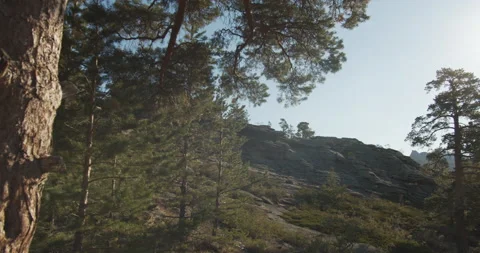 Slope of the mountain covered with pine trees Bright sun Stone rocks Moving shot Stock Footage 141657831