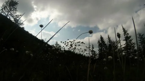 On the slope of the mountain evening field of white fluffy flowers Stock Footage 40745460
