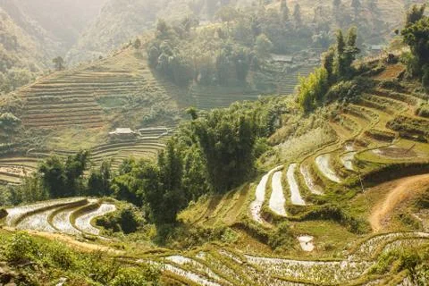 Slope of rice terraces at the mountains in Tavan Village Sapa. Stock Photos
