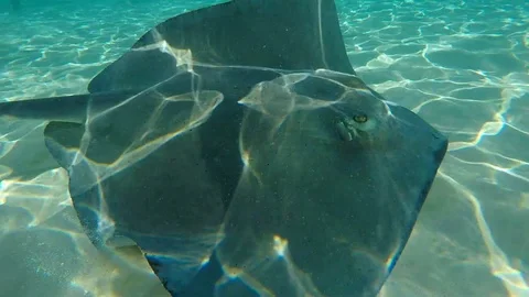 Slope stingray in the Caribbean Stock Footage 111388436