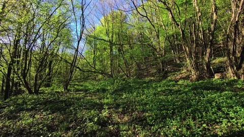 Sloped forest with curved tree trunks, tree canopy, foliage and undergrowth Stock Footage 333234884