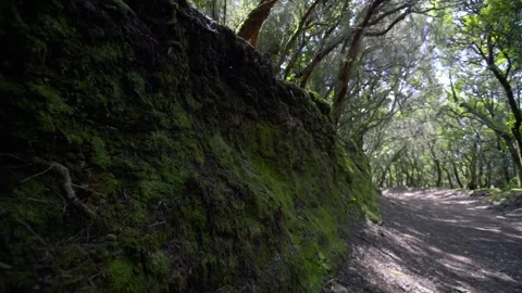 The slopes are covered with moss. Anaga National Wildlife Refuge Stock Footage 231496064